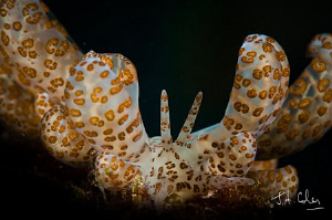 Solar Powered Nudi. Can anyone help with the Latin name p... by Julian Cohen 